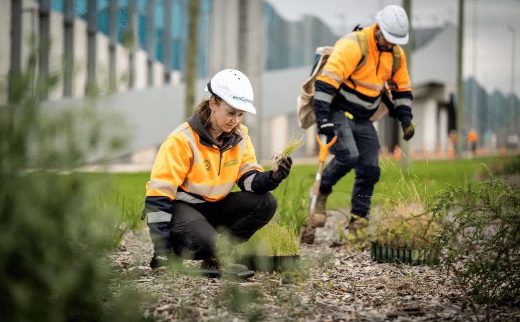 Two workers from a landscaping work company are planting grass and maintaining the landscape, ensuring proper care of the plants in a commercial area.