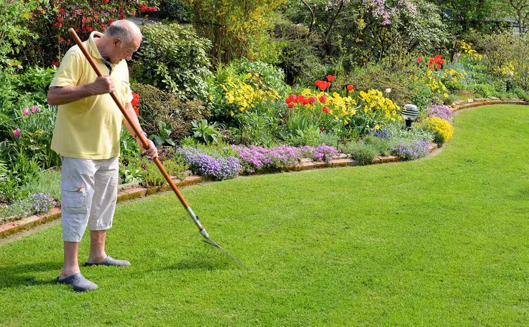 An older man raking a well-kept lawn surrounded by colorful flowers, illustrating professional Yard Care Services for a healthy and beautiful garden.