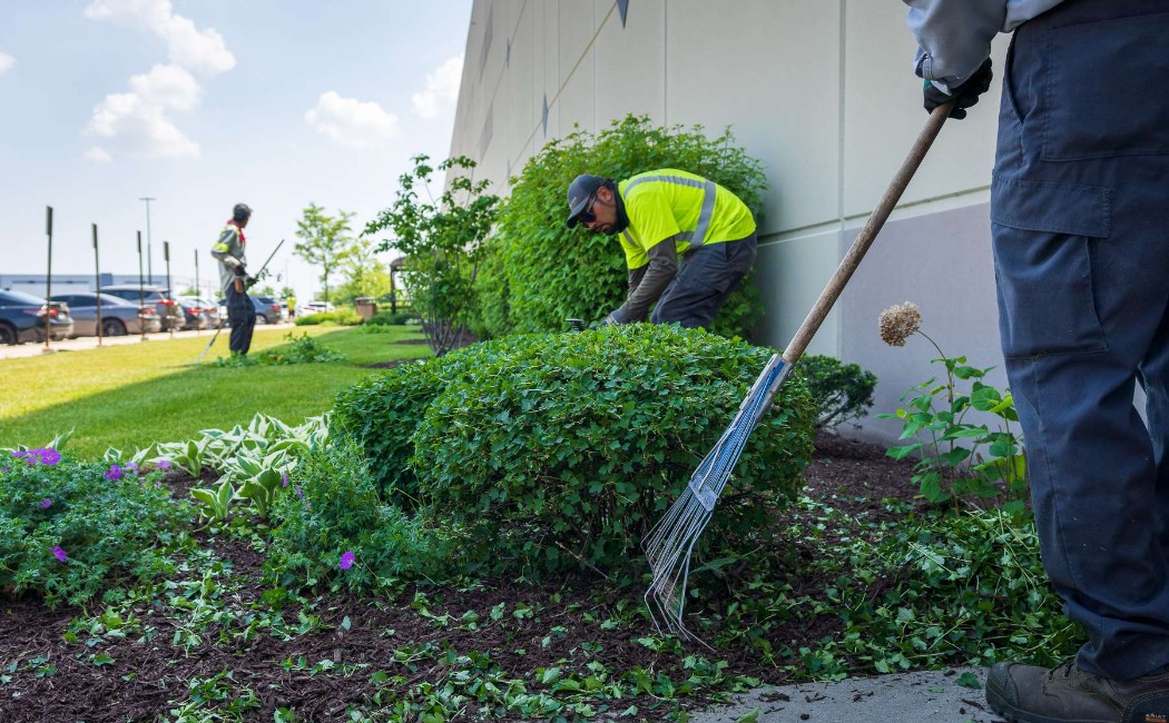 Landscaping professionals performing landscape repair services by trimming shrubs, removing debris, and restoring a clean, well-maintained commercial outdoor area.