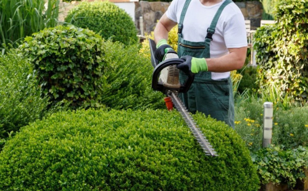 A professional gardener using hedge trimmers as part of landscape repair services to restore neatly shaped shrubs and a healthy garden layout.
