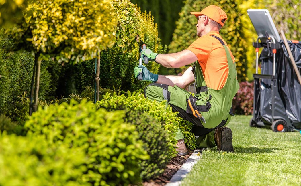 A professional gardener trimming hedges and shaping plants in a manicured garden, showcasing high-quality Landscape Maintenance Services for a healthy and visually appealing landscape.