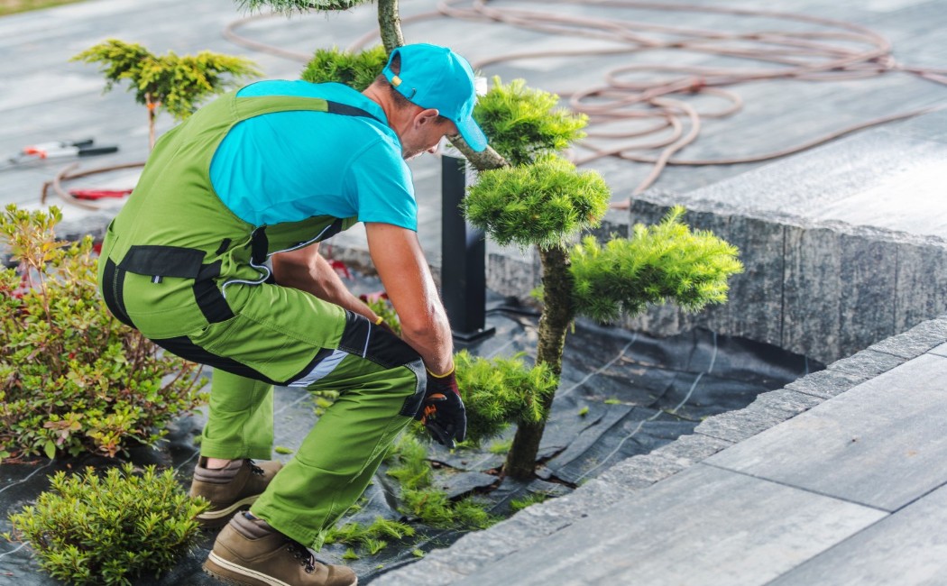 A skilled landscaper trimming and shaping ornamental plants in a modern garden, delivering professional Landscape Maintenance Services for a neat and healthy outdoor environment.