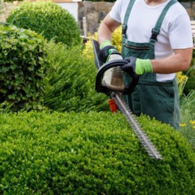 A professional gardener trimming neatly shaped shrubs with power tools, showcasing expert Landscape Maintenance Services for a healthy and well-maintained garden.