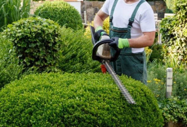 A professional gardener trimming neatly shaped shrubs with power tools, showcasing expert Landscape Maintenance Services for a healthy and well-maintained garden.
